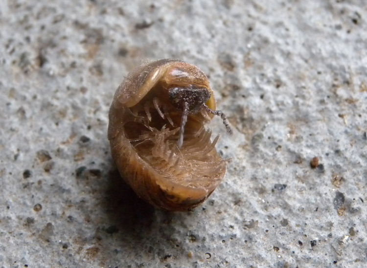 Glomeridae da identificare